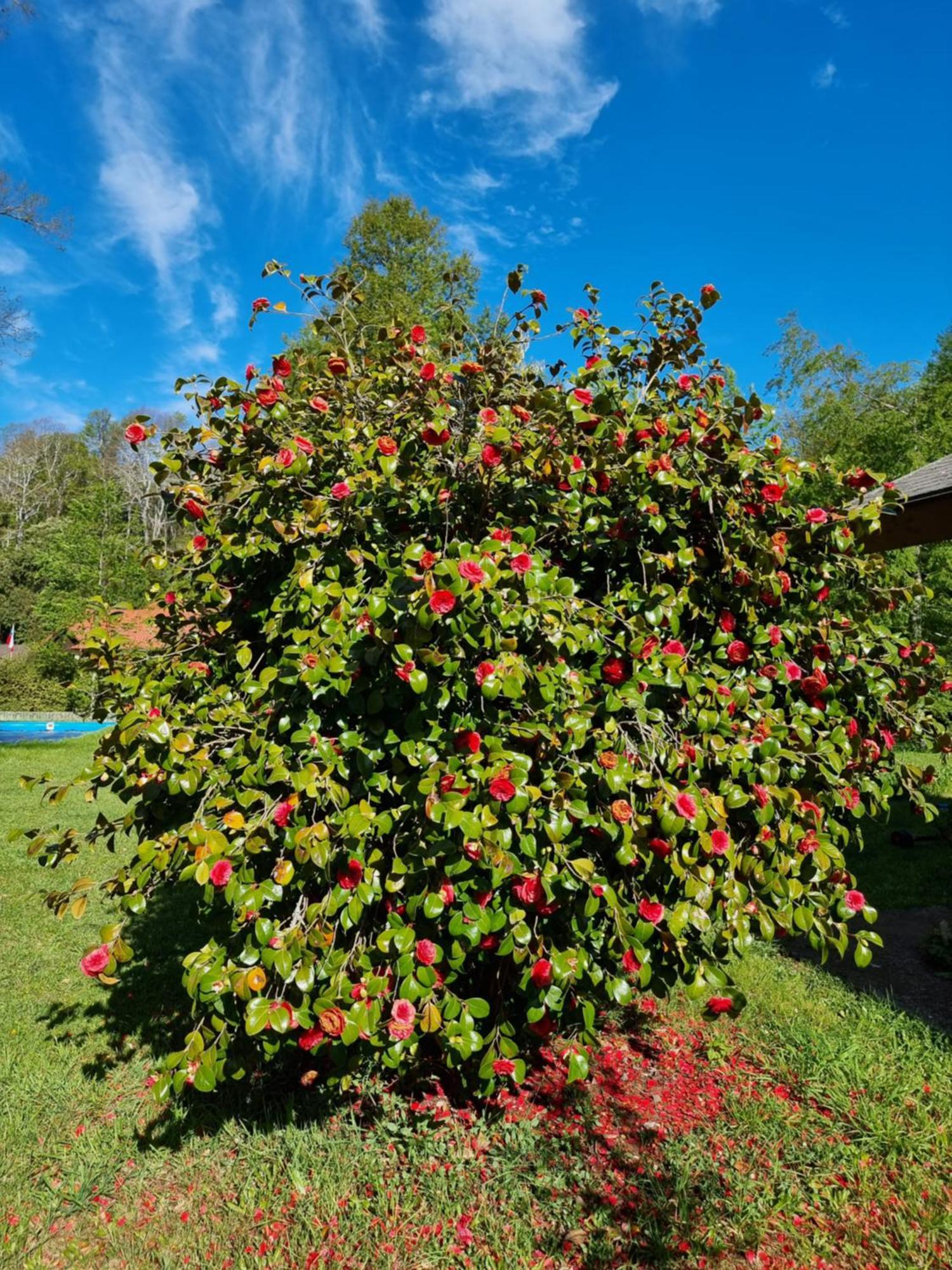 La Casa Del Arbol Cabanas-piscina-tinajas
