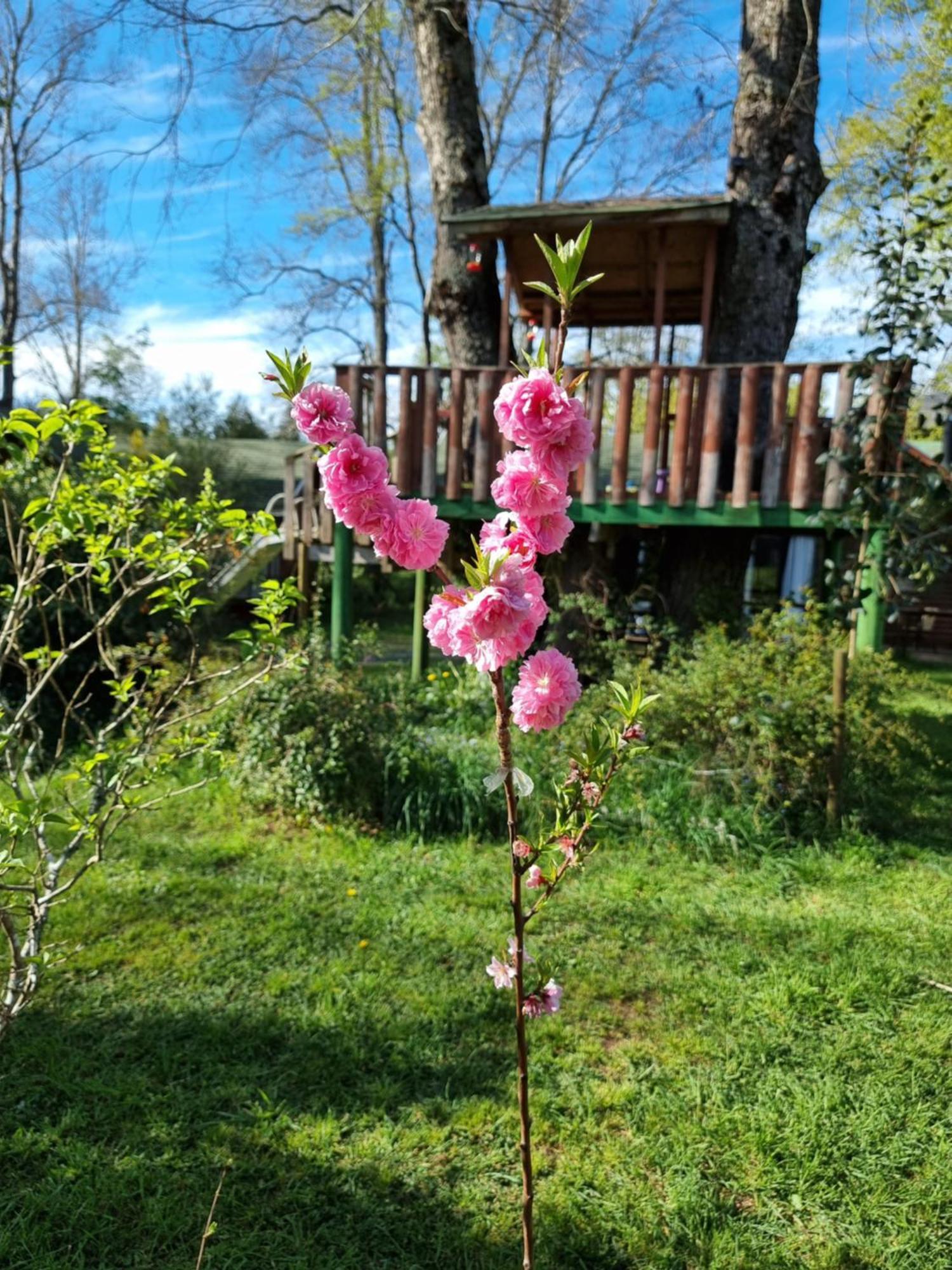 La Casa Del Arbol Cabanas-piscina-tinajas * Villarrica